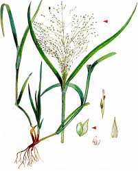 Image result for Panicum schinzii