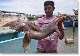 We did not find results for: Madamwar Fish Washed Up After Tsunami