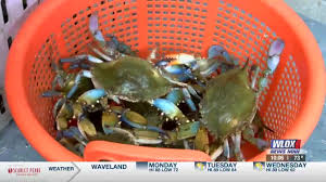 They offer several seafood favorites such as oyster fritters, buffalo shrimp, cajun po'boys, and crab and crawfish baskets. Crab Claws Shrimp And Fish See Rising Prices Along The Gulf Coast