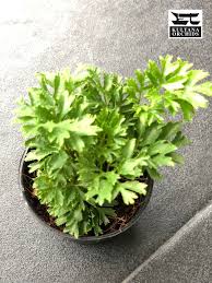 Image result for Polyscias