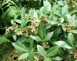 Image result for Searsia acuminatissima