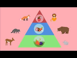 Interaction Between Biotic And Abiotic Factors In An Ecosystem Interactions Between Biotic And Abiotic Factors Wels Waterpedia Environmental Learning Series Youtube Abiotic Interactive Biotic