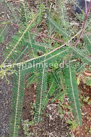 Image result for Sesbania sesban