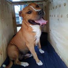 2021 airline rules, restrictions, and other options. Pet Travel Kennel Petport