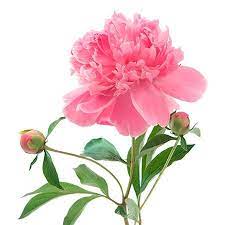 Symbolic Meanings Of Flowers That You Ve Been Wanting To Know Peony Flower Meaning Beautiful Flowers Pink Peonies