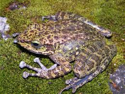 Sikkim animals name chart : Frogs In Sikkim Himalayas Threatened By Extraction For Meat Allegedly Of Medicinal Value