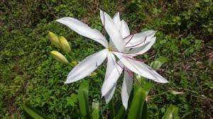 Image result for Crinum paludosum