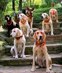 Posts About Nepali Festival On Meromusings Dogs Animal Lover Wild Dogs