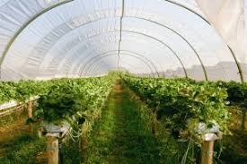 This is the easiest and cheapest $50 diy greenhouse you can make in about a hour! Build A Diy Greenhouse For Dirt Cheap Survival Frog Blog