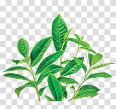 Green Tea Organic Food Masala Chai Decaffeination Green Tea Transparent Background Png Clipart Green Tea Coffee Mighty Leaf Tea Flower Tea