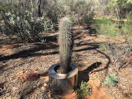 A cactus is pretty obvious in showing its thorny side. How Do You Create A Cactus Garden Carefully Alice Springs News