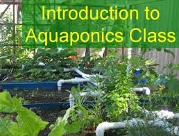 Aquaponics Aquaponics Aquaponics System Aquaponic Gardening