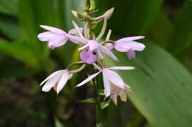 Image result for Calanthe sylvatica