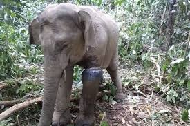 Our hospital is served by three professionally qualified veterinary practitioners. Latest News About Elephants From 1 Elephant News