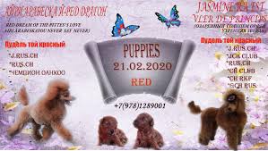 Advertise, sell, buy and rehome miniature poodle dogs and puppies with pets4homes. Poodle Toy For Sale In The City Of Krasnodar Russian Federation Price 476 Announcement 6044
