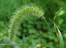 Image result for Setaria lindenbergiana