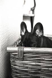 Orejas Animaux Bouledogues Et Bouledogue Francais