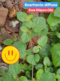 Image result for Boerhavia diffusa