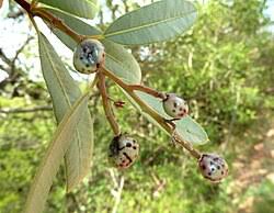 Image result for Ozoroa