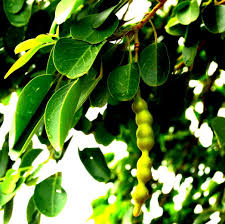 Image result for Maerua angolensis