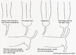 dachshund weight diagram ideal weight chart weight charts