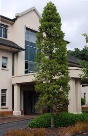 Image result for Agathis