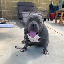 Big Papi Pacino Sunline King Casino X Australian Titans Xl American Bullys