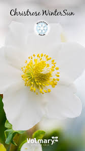 Premium Qualitat Christrose Wintersun Christrose Winterharte Stauden Mehrjahrige Pflanzen