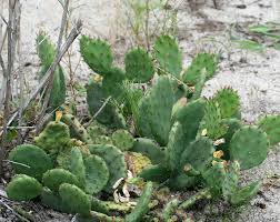 The stems and pads of opuntia humifusa are flat and covered with clusters of short, very sharp bristles. Eastern Prickly Pear Opuntia Humifusa By Christine Young Jungledragon