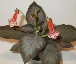 Image result for Kohleria