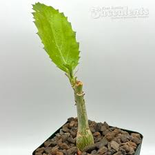 Image result for Cyphostemma