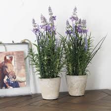Maybe you would like to learn more about one of these? Small Potted Artificial Lavender Plant By Lime Tree London Notonthehighstreet Com
