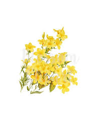 Flower Clip Art Yellow Flowers Digital Download Botanical Art Image For Invitations Crafts Collages 1881 In 2020 Flower Clipart Botanical Art Art Images