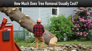 Palm tree removal is something you can do as long as you are aware of the risks. How Much Does Tree Removal Usually Cost The Pinnacle List