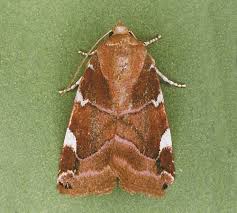 Image result for Cosmia diffinis