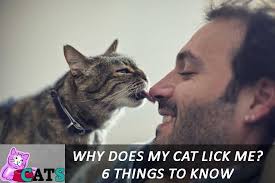 Why Does My Cat Lick Me 6 Things To Know About Cats Catsfud Cat Biting Cats Cat Language