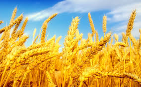 Golden Yellow Wheat Wallpapers 1920x1200 07 Jpg 1920 1200 Wheat Fields Wheat Field Wallpaper