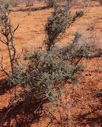 Image result for Maerua parvifolia