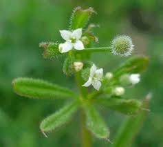 Image result for Galium stenophyllum