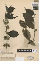 Image result for Sabicea venosa