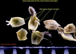 Image result for Cyperus alopecuroides