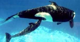 How Whales Work Sea Mammal Whale Orca