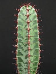 Image result for Euphorbia confinalis