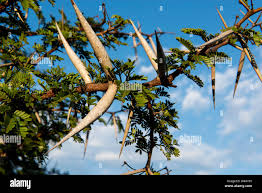 Image result for Acacia karroo