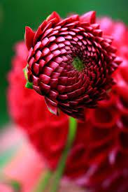 Flowers are precious beauty of nature, which gives expression to our emotions. Budding Dahlia Beautiful Flowers Flowers Amazing Flowers