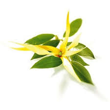 Image result for Cananga