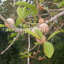 Image result for Pouteria