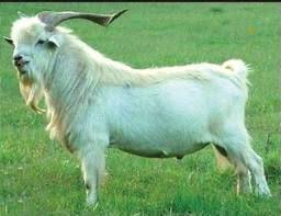 Kiko Goat New Zealand Meat Goat Farm Animals Raising Farm Animals Goats