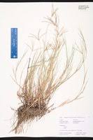 Image result for Cynodon aethiopicus