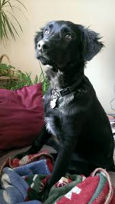 Flat Coated Retriever Border Collie Mix Pup Collie Mix Flat Coated Retriever Border Collie Mix